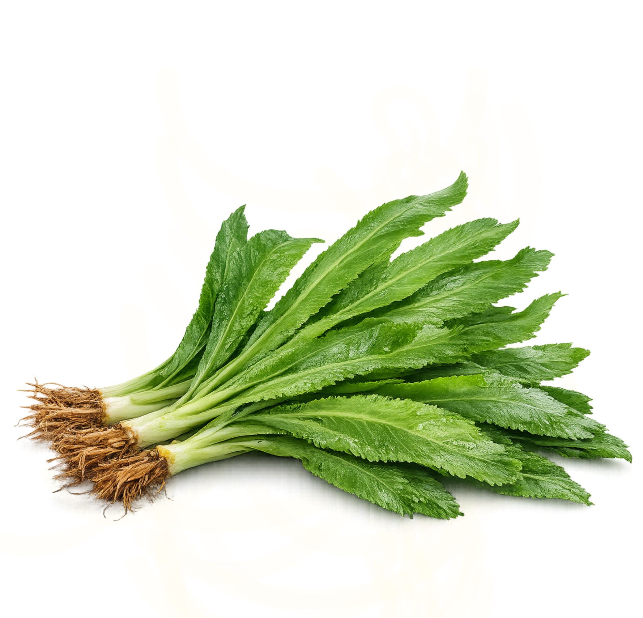 Cilantro Ancho (Fresco) 100g