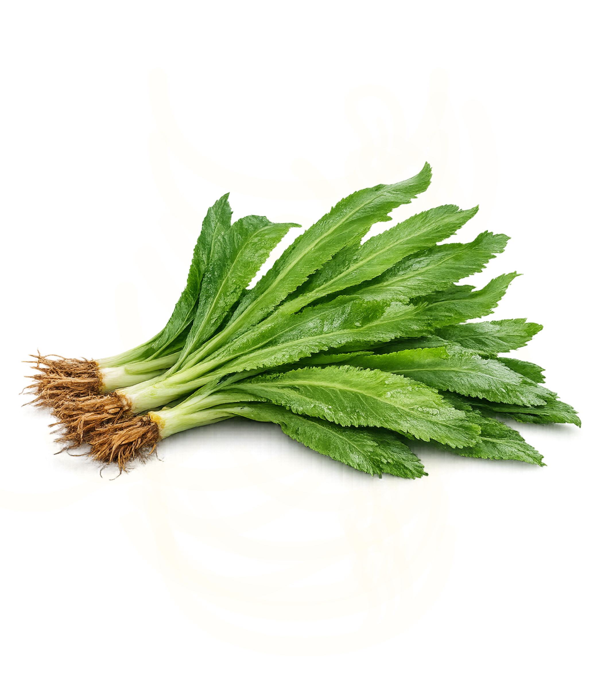 Cilantro Ancho (Fresco) 100g